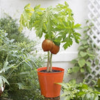 Premium Papaya Plant Soil Mix by Gardenera - Stimulate Growth and Elevate Fruitfulness with Nourishing Formula - 5 Quart - Image 3