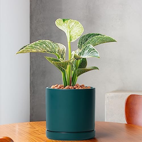 D'vine Dev 2-Pack Ceramic Pots with Saucers, Teal, 6 in, 94-V-C-9 - Image 5