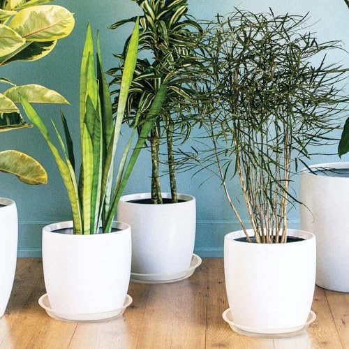 4 6 8 10 12 14 16 18 20 22 Inch Clear Plant Saucer, 5 Pack Durable Plastic Water Catcher Trays for Flower Pots, Plant Drip Trays for Indoor Outdoor Planter(16inch) - Image 5