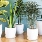 4 6 8 10 12 14 16 18 20 22 Inch Clear Plant Saucer, 5 Pack Durable Plastic Water Catcher Trays for Flower Pots, Plant Drip Trays for Indoor Outdoor Planter(16inch) - Image 5