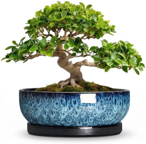 Bonsai Pots, 13 Inch Ceramic Succulent Pot with Saucer, Blue by Unknown