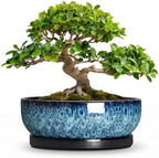 Bonsai Pots, 13 Inch Ceramic Succulent Pot with Saucer, Blue by Unknown