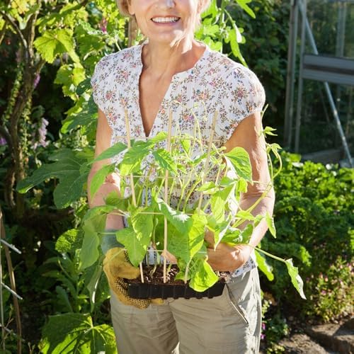 Bamboo Trellis 10 Pack, 36 Inches/3FT S3 Natural Bamboo Plant Fan Stakes, Fan-Shaped Plant Support Stand for Orchid Vines, Monarchs, Ivy and Other Plants Climbing, Help Plant Growth - Image 6