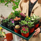 RooTrimmer 5 Pack Seed Starter Trays (17"x11"x2"), Plastic Flat Nursery Pots Trays, Durable Carrying Seedling Starter Tray, Reusable Tray for Planting and Collecting Drainage Water (Green) - Image 6