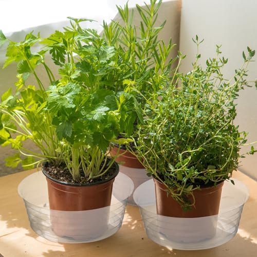 Hoolerry 15 Pcs Plastic Plant Saucer Clear Deep Tray, 12 Inch - Image 6