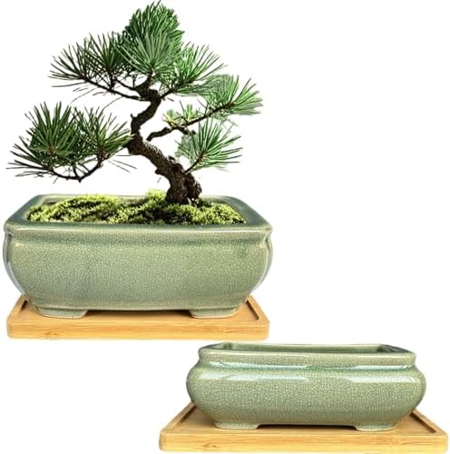 MUZHI 2pcs Green Ceramic Bonsai Planter Pots with Bamboo Tray 6.2 “ & 5.3”, Rectangular Glazed Bonsai & Succulent Cactus Starter Pot with Drainage Ice Crack Design (2 Crackle Glazed 6") by MUZHI