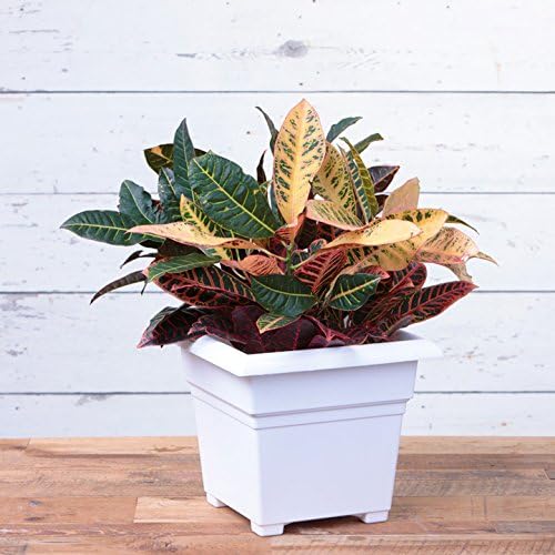 Root & Vessel Countryside Square Tub Planter, White, 14-Inch - Image 3