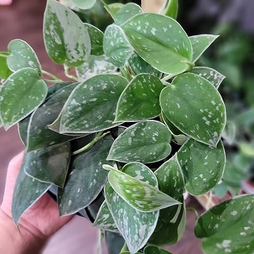 Gardenera Scindapsus Sterling Potting Mix - Unlock Robust Growth and Stunning Leaves with Our High-Performance Formula - 20 Quart - Image 3
