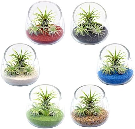 5 Inch Thick Slanted Glass Bowl Terrarium DIY Kit with Beach Sand and 3 Live Tillandsia Ionantha Air Plants - Indoor House Plants for Home and Office Decor - Image 5