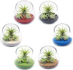 5 Inch Thick Slanted Glass Bowl Terrarium DIY Kit with Beach Sand and 3 Live Tillandsia Ionantha Air Plants - Indoor House Plants for Home and Office Decor - Image 5