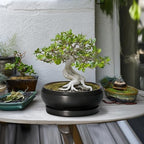 Bonsai Pots 10 Inch - Ceramic Succulent Planters Indoor Outdoor, Bonsai Pots with Drainage Hole and Tray, Modern Shallow Planter, Round Bowl Planter, Garden Decor, Garden Gift, Black - Image 3
