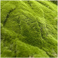 Artificial Moss Decorative Green Mat Plant Wall Panel Grass Home Bar 1X1m(2 Size) by Unknown
