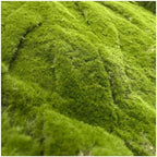 Artificial Moss Decorative Green Mat Plant Wall Panel Grass Home Bar 1X1m(2 Size) by Unknown