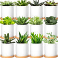 Cindeer 12 Pack Small Succulent Pots 3 Inch Plant Pots with Drainage,White by Cindeer