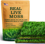 Live Moss – Brachythecium Moss (3 Sheets, Each Approx. 3.5"x7") for Terrariums, Moss Gardens, Plant Layouts & Natural Decor – Naturally Grown, Reusable, Not Artificial by LUCKYRUNES