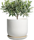 Ceramic Plant Pot - Modern 8 Inch Round Planter for Indoor Outdoor Plants with Drainage Hole and Saucer, Home House Room Office Decor, White by SUNPOTFOR