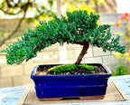 Live Dwarf Juniper Bonsai Tree 12+ Years Old with Bamboo mat| Juniper or Jade Bonsai Tree | Indoor/Outdoor | 100% Handcrafted| Home and Office Décor | Best Gift for Holiday (style3) - Image 3