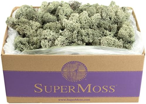 SuperMoss (25115) Reindeer Moss Preserved, Moss Green, 3lbs by SuperMoss