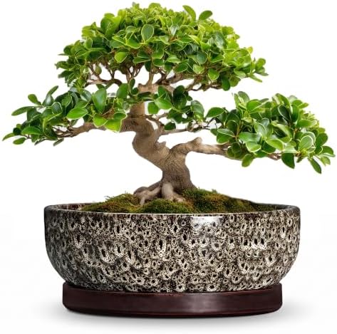 13 Inch Ceramic Bonsai Tree Pot with Saucer, White Leopard by Unknown