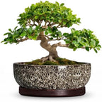 13 Inch Ceramic Bonsai Tree Pot with Saucer, White Leopard by Unknown