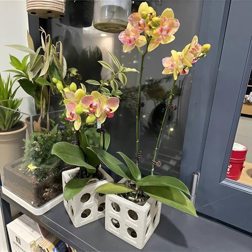 Gnliny Ceramic Orchid Pot, 4" Cube Breathable Planter for Air Plants, White - Image 4