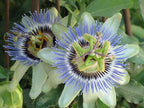 GARDENERA Premium Passion Fruit Potting Soil Mix - Perfect Balance of Nutrients, Drainage, and Aeration for Thriving Passion Fruit Vines - 5 Quart - Image 3