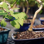 Brussel's Bonsai - Medium Live Bonsai Tree - Image 2