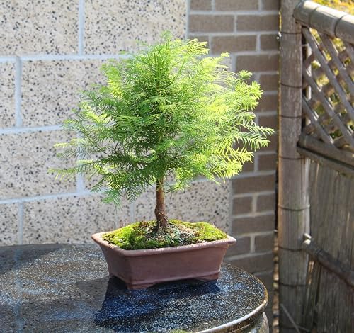 Brussel's Bonsai - Medium Live Bonsai Tree - Image 2