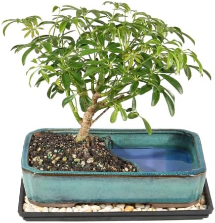 Brussel's Bonsai - Medium Live Bonsai Tree, Potted Indoor Plant - Image 3