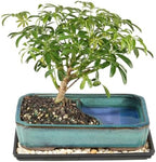 Brussel's Bonsai - Medium Live Bonsai Tree, Potted Indoor Plant - Image 3