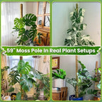 DUSPRO 59" Natural Large Moss Pole for Big & Mature Plants, (1pc., 59'') - Image 3