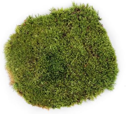 SuperMoss (21537) Mood Moss – Natural Moss for Home Decor, Terrariums, Floral Arrangements, and Craft Projects, 1,564 cu in, Dried - Image 2