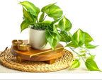 Kurrajong Farmhouse Dark Green Fake pothos | Fake Plant for Shelf Decor | Artificial Trailing Ivy Plant with 5" Wide Ceramic Pot | Faux pothos | Feaux Pothos | Bathroom and Kitchen Decor - Image 2