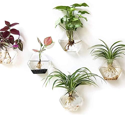 Kingbuy Hexagon Wall Planter Set - 3 Pack Glass Propagation Terrarium Vases with Hanging Mounts for Indoor Plants, Air Plants & Hydroponic Stations Home Office Decor, Plant Lover Gifts (Large) by Kingbuy