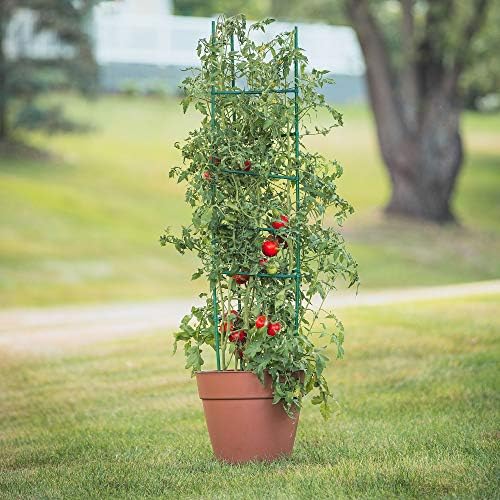 Gardener's Blue Ribbon 3-Pack Ultomato Tomato Plant Cage, Black, Model Number: TMC3PACK - Image 3