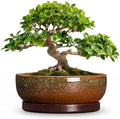 Bonsai Planter, 13 Inch Ceramic Succulent Pots, Speckle Brown by Unknown