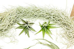 10 Pack Grab Bag Air Plants Gift Wrapped with Tillandsia Usneiodes Spanish Moss - Live Tillandsia - Easy Care House Plant - Succulents - 30 Day Guarantee - Image 5