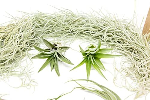 10 Pack Grab Bag Air Plants Gift Wrapped with Tillandsia Usneiodes Spanish Moss - Live Tillandsia - Easy Care House Plant - Succulents - 30 Day Guarantee - Image 5