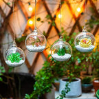 NUPTIO Hanging Glass Terrarium Globes, 12 Pcs, 4 Inch - Image 6
