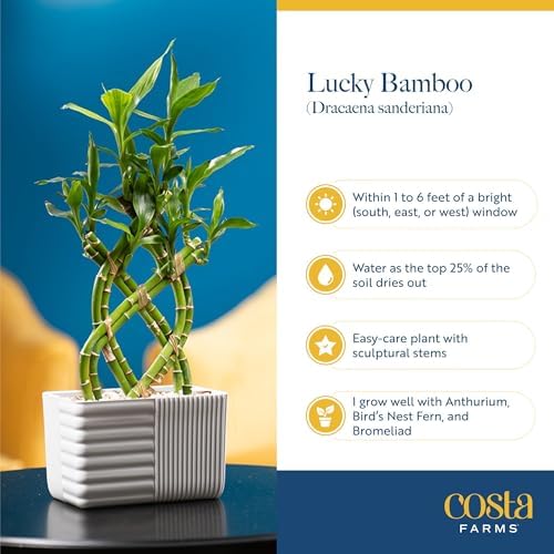 Costa Farms Lucky Bamboo Plant, Easy to Grow Live Houseplant in Indoor Bamboo Pot, Potting Mix, Grower's Choice, Birthday Gift, Home, Office, Plant Shelf Zen Room Decor, 12-Inches Tall - Image 5