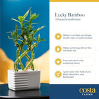 Costa Farms Lucky Bamboo Plant, Easy to Grow Live Houseplant in Indoor Bamboo Pot, Potting Mix, Grower's Choice, Birthday Gift, Home, Office, Plant Shelf Zen Room Decor, 12-Inches Tall - Image 5