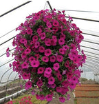Rocky Mountain Goods Hanging Basket with Natural Coconut Liner - 14” - Extra Strength Chain and Hook Included - Thick Coco Liner Hanging Planter for Less Watering - Image 3