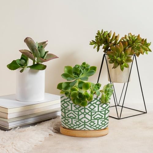 Grey Sage Green Century Ceramic Planter Snake Plant Live Indoor with Pot with Drainage Holes and Saucers Pot for Home Office Desk Garden - Image 4