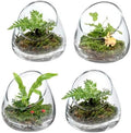 MyGift 5 Inch Premium Clear Glass Air Plant Terrarium, Tealight Candle Holder, Succulent Cactus Plant Vase, Set of 4 by MyGiftHome