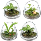 MyGift 5 Inch Premium Clear Glass Air Plant Terrarium, Tealight Candle Holder, Succulent Cactus Plant Vase, Set of 4 by MyGiftHome