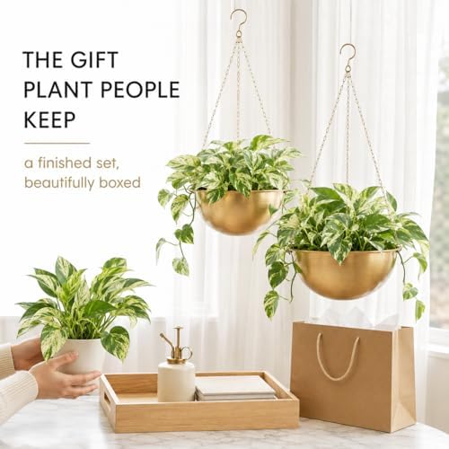 AceList Gold Hanging Planter for Indoor Plants, Set of 2-9.8 Inch Boho Metal Plant Hanger with Hooks & Chain, Brass Finish Hanging Plant Holder for Window, Ceiling & Living Room Decor - Image 3