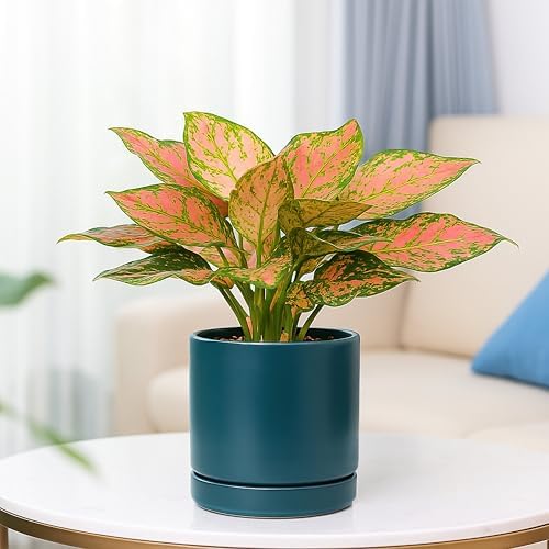 D'vine Dev 4.7 Inch & 6.5 Inch Ceramic Planter Pots for Plants with Drainage Hole and Saucer, Small Plant Pots Set, Teal, 94-G-S-9 - Image 6