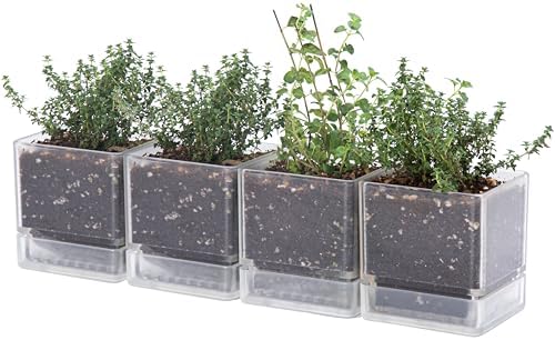 D'vine Dev 4-Pack Acrylic Herb Planter Pots, 4 in, Clear, 76-Y-D-1 by DvineDevPlanterPotsandStand