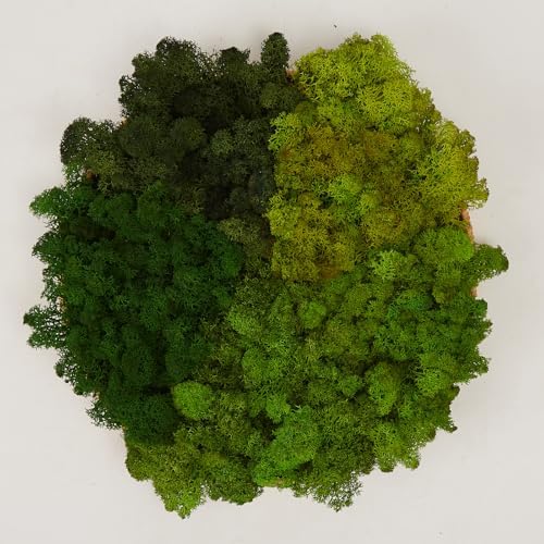 Preserved Reindeer Moss Natural Green DIY Kit Gardenning Art Wall Decor Florist Decor Easter Table Decor Wedding - Image 2