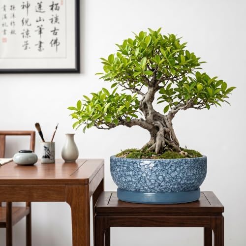 10 Inch Ceramic Bonsai Pots with Saucer, Scale Blue - Image 4